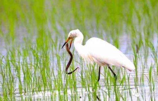 梦到抓黄鳝预示着什么（梦到抓黄鳝预示着什么预兆）-第1张图片-巴山号