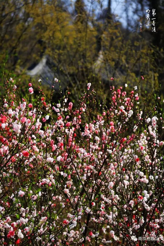 【栖霞山·植物百科】桃：人间四月芳菲尽，山寺桃花始盛开