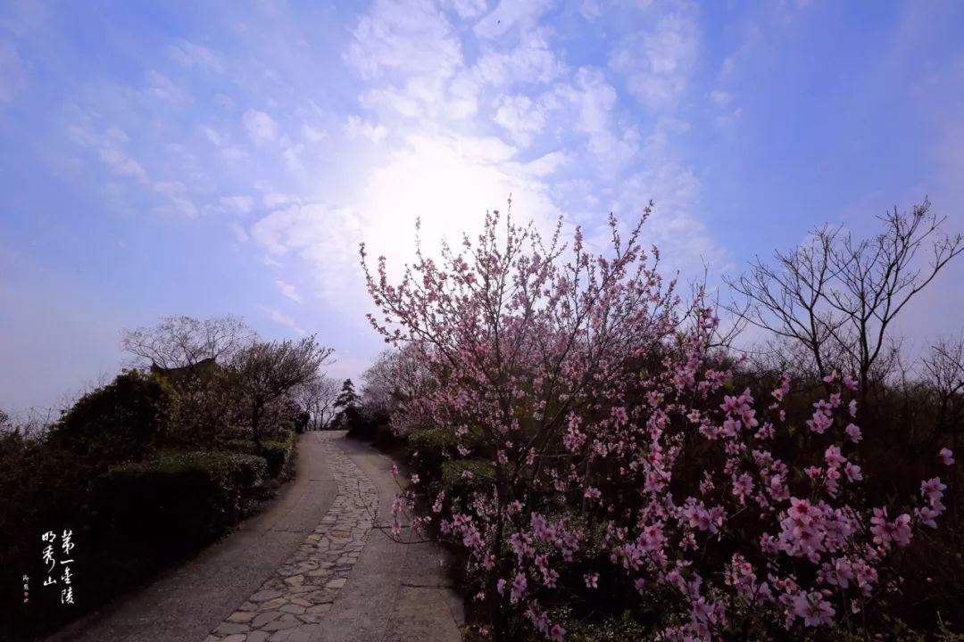 【栖霞山·植物百科】桃：人间四月芳菲尽，山寺桃花始盛开