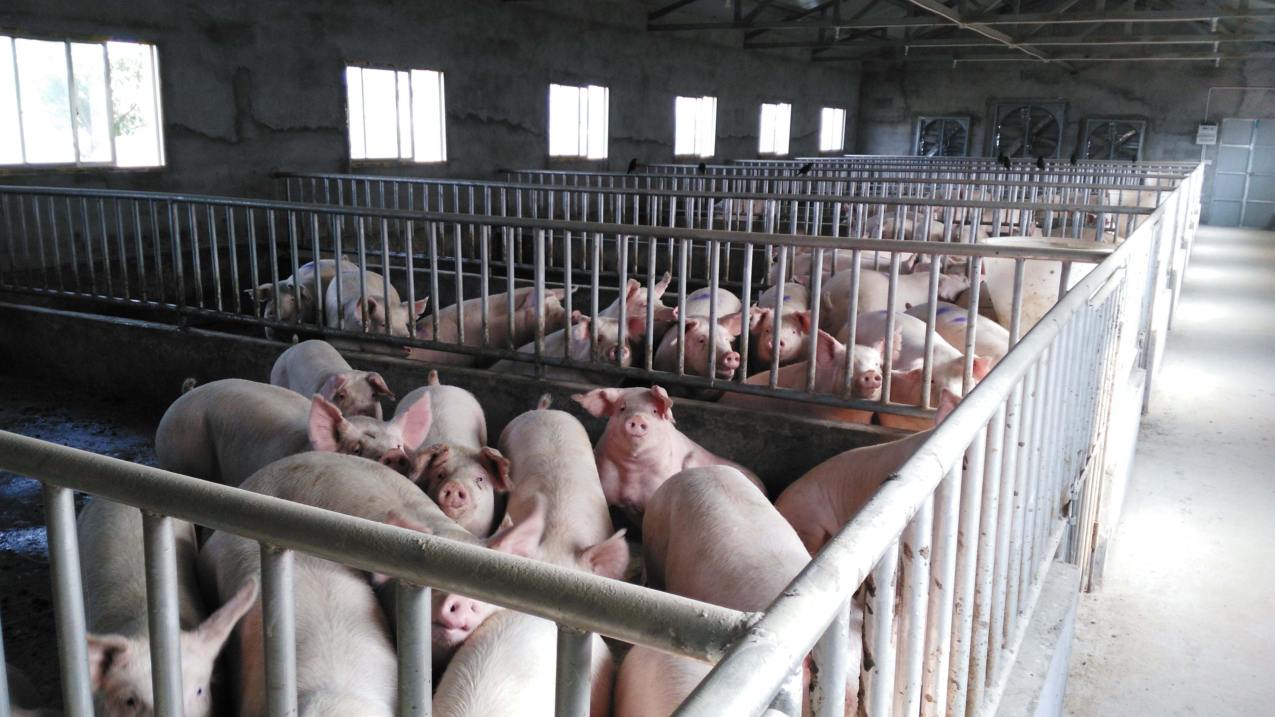“摊上有其他家猪肉就惨了” 云南打掉屠宰市场黑恶团伙