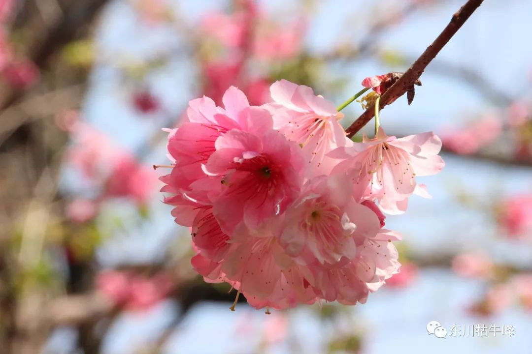 樱花花语及美丽的传说!