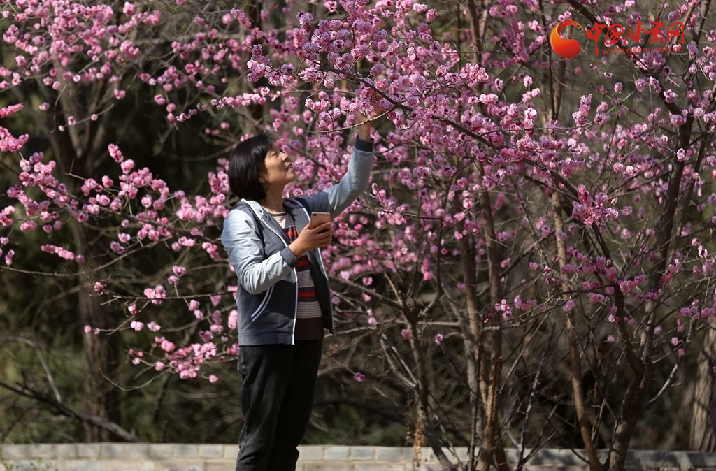 寻芳兰州｜一树花开最知春 兰山花海半山红