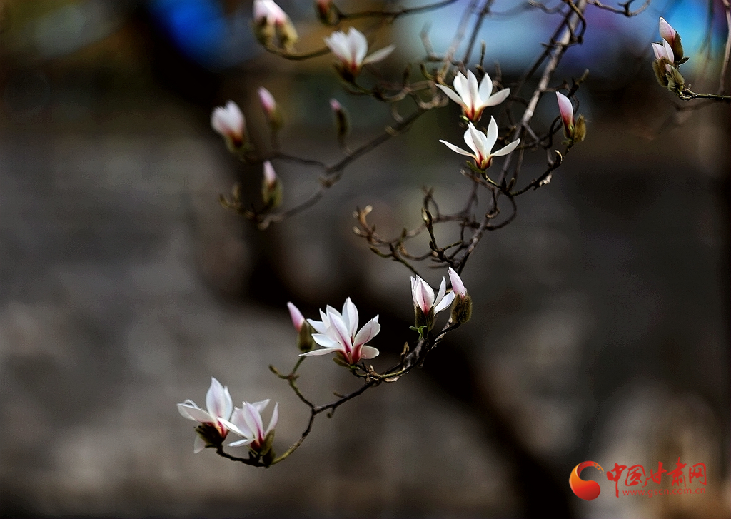 寻芳兰州｜一树花开最知春 兰山花海半山红