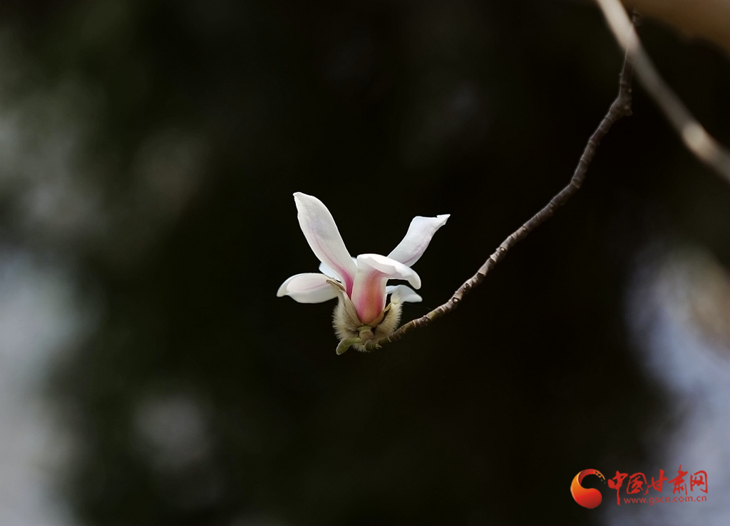 寻芳兰州｜一树花开最知春 兰山花海半山红