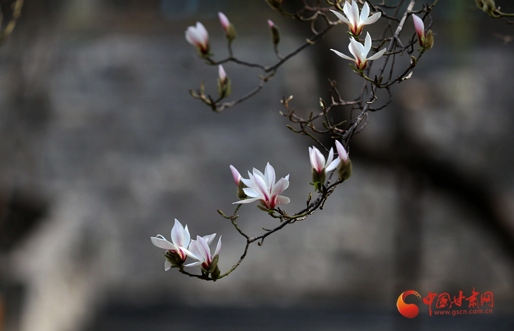 寻芳兰州｜一树花开最知春 兰山花海半山红