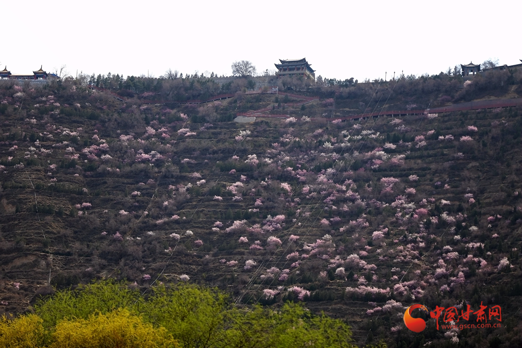 寻芳兰州｜一树花开最知春 兰山花海半山红