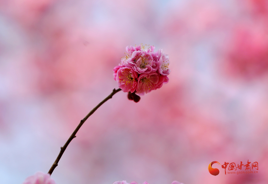 寻芳兰州｜一树花开最知春 兰山花海半山红