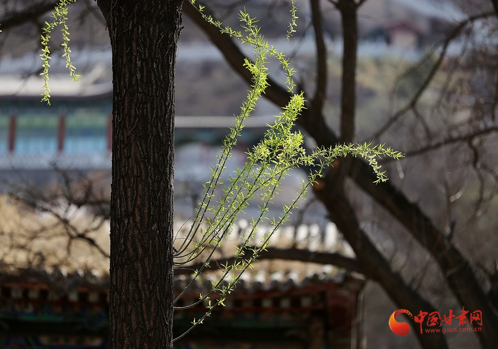 寻芳兰州｜一树花开最知春 兰山花海半山红