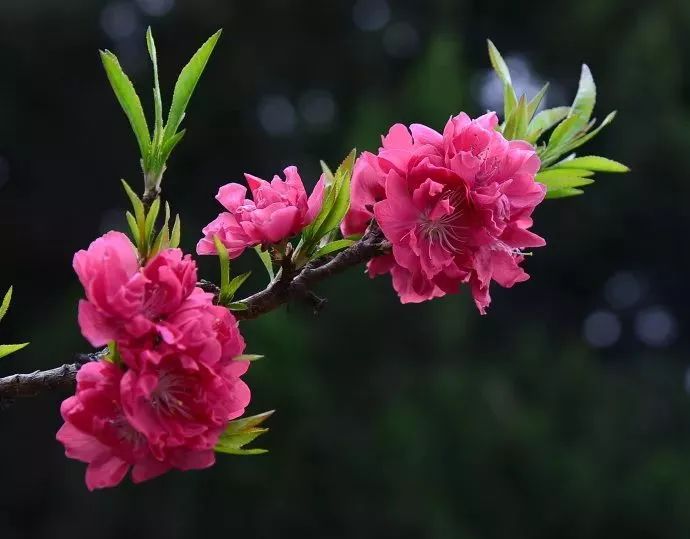 快收下这份百花图谱，让你啥花都能叫上名！