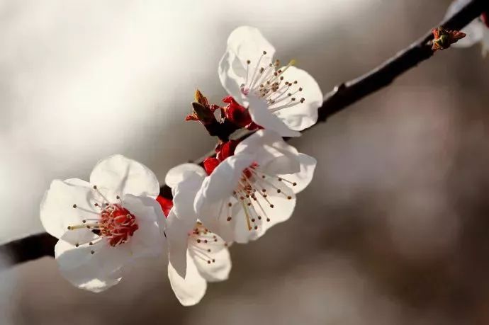 快收下这份百花图谱，让你啥花都能叫上名！