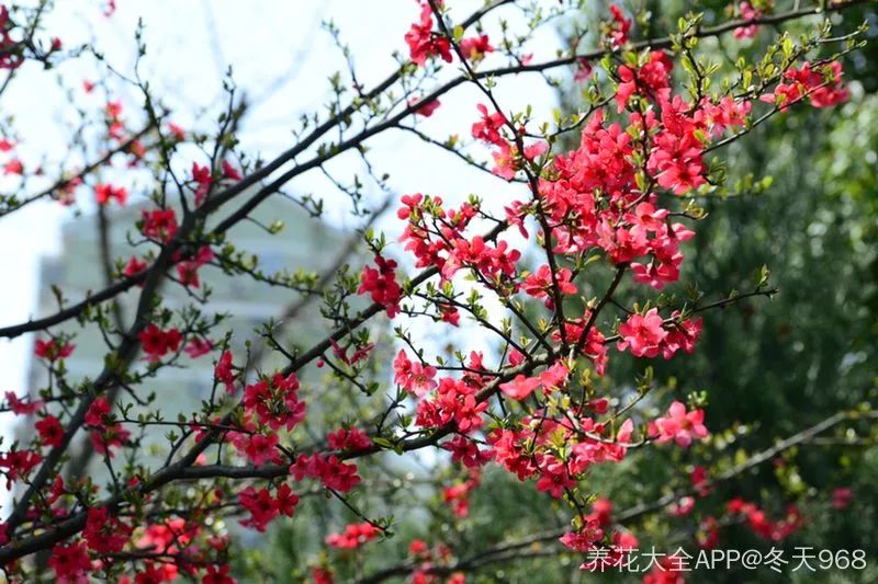 快收下这份百花图谱，让你啥花都能叫上名！