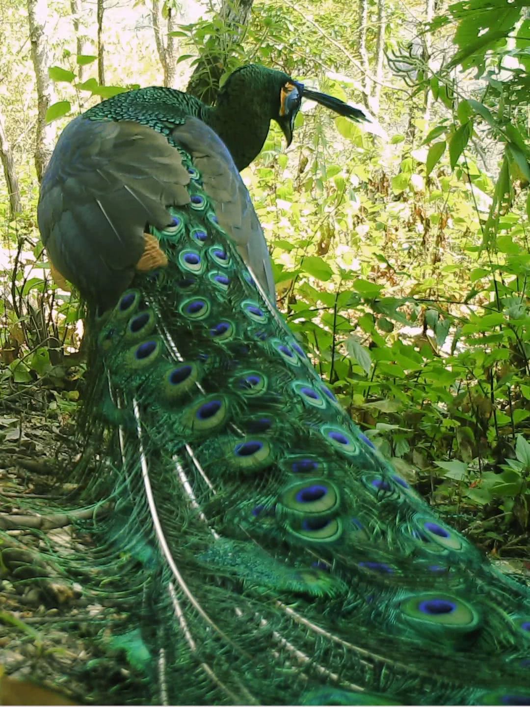 绿孔雀印度亚种图片
