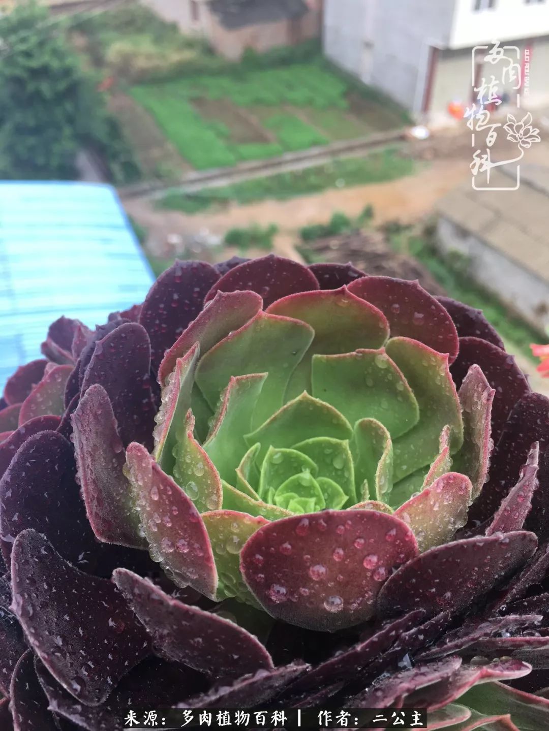 橄榄球世界杯怎么做起泡(好肉知时节，当春乃发生！)