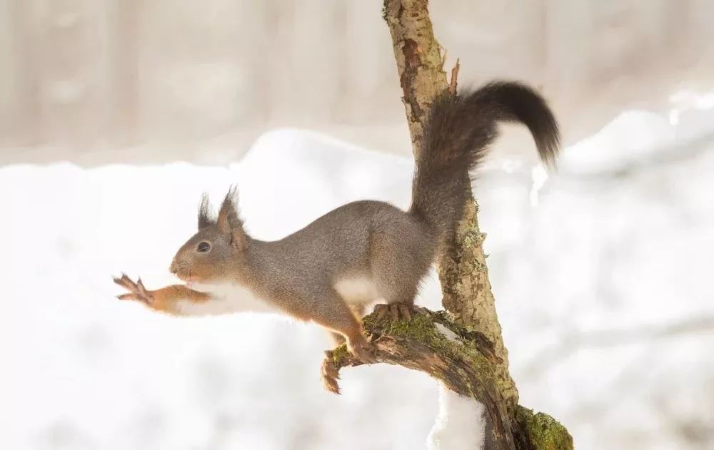 松鼠的尾巴有什么作用 松鼠尾巴的作用5个-徐拾记官网