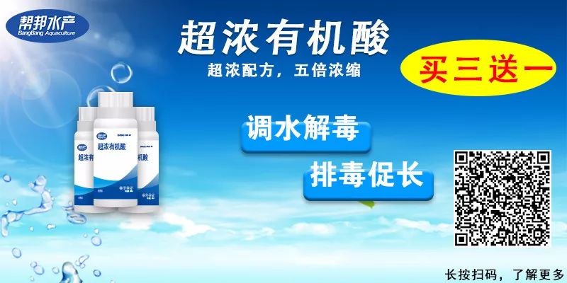 养殖户如何在养殖过程中选择、投放螺蛳