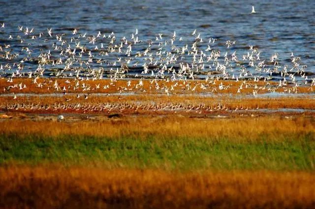 东郊湿地公园拍鸟图片