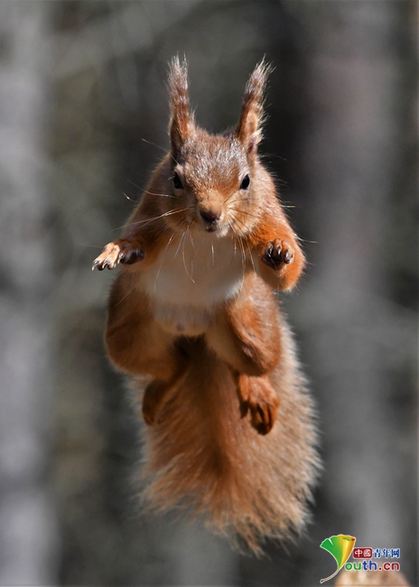 苏格兰小松鼠树枝间跳跃觅食 四爪腾空神似"超人"