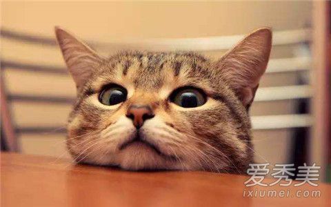 吸猫是啥意思是什么？吸猫到底是怎么回事？