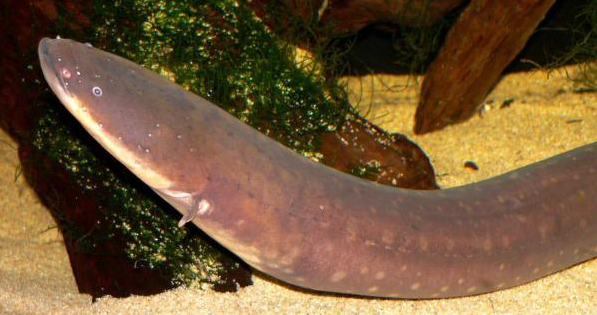 它体型比较大,小型鱼类是其最喜爱的食物,而这些小型鱼类中就包括食人