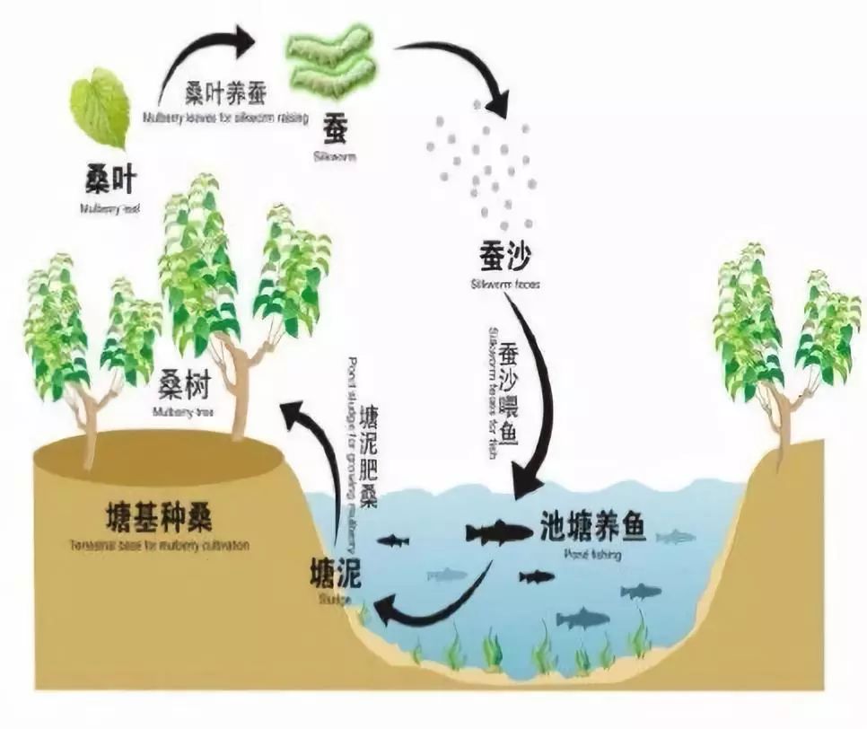 到底什么是湿地呢（关于湿地的几个小知识）