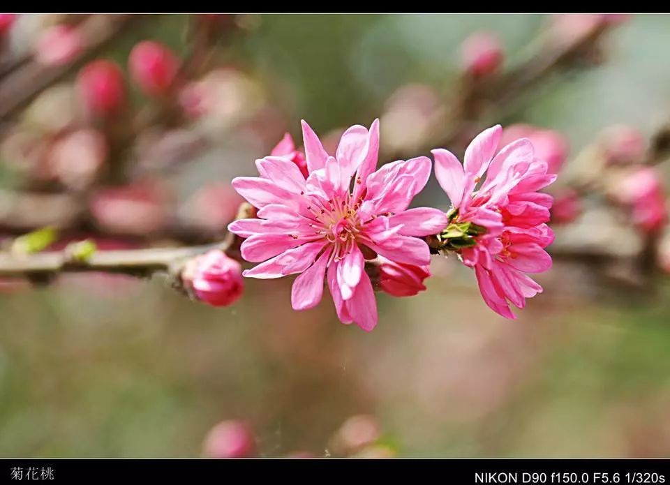 人间四月芳菲尽，山寺桃花始盛开