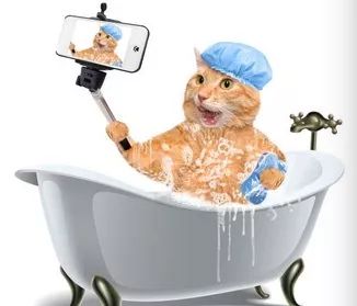 猫咪洗澡的八个步骤