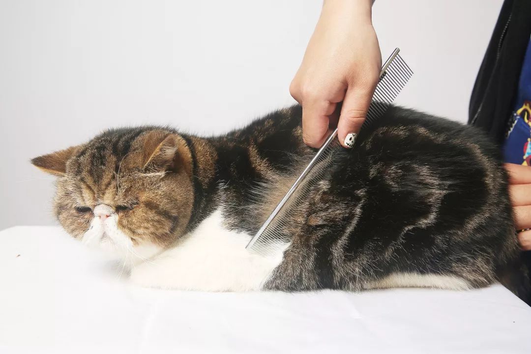 猫咪洗澡的八个步骤
