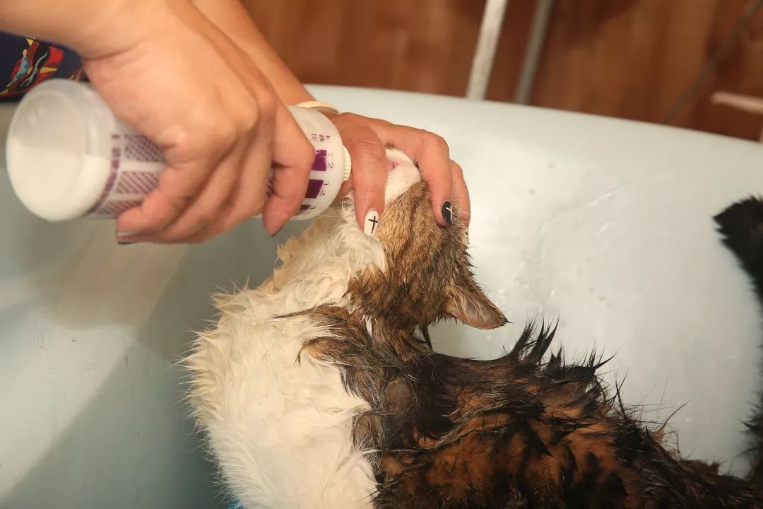 猫咪洗澡的八个步骤