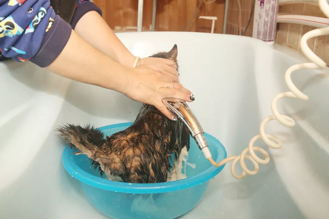 猫咪洗澡的八个步骤