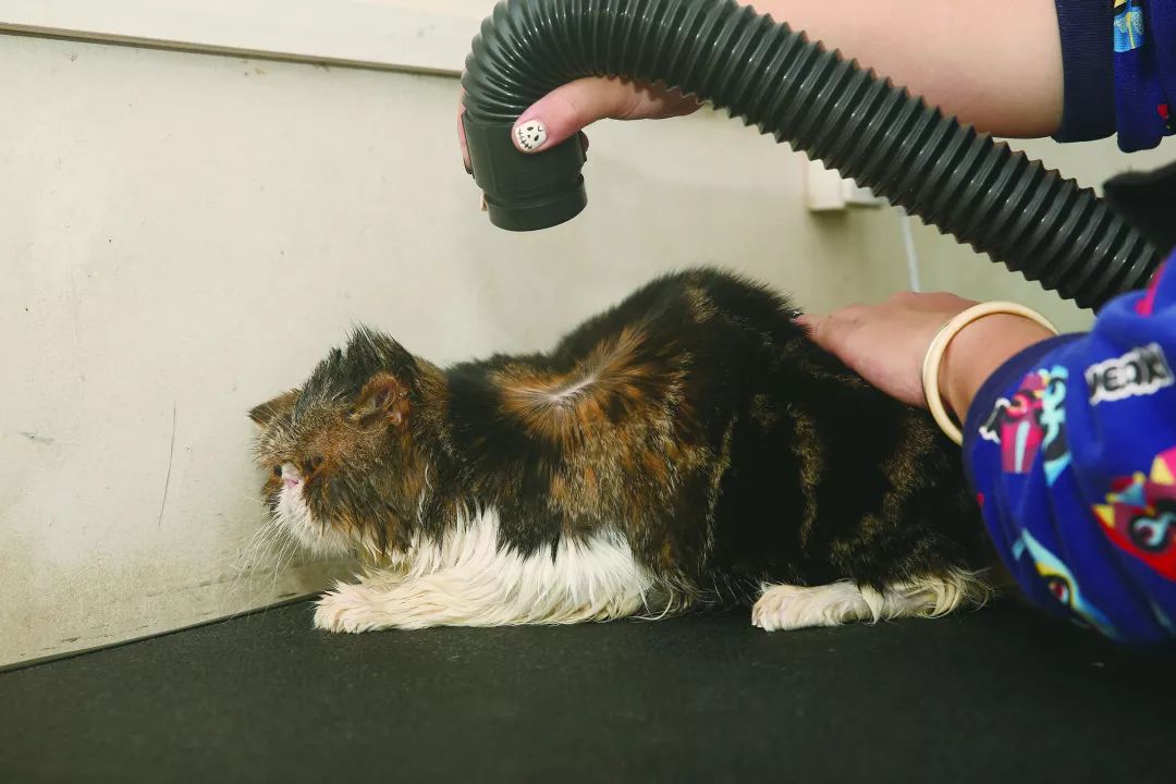 猫咪洗澡的八个步骤