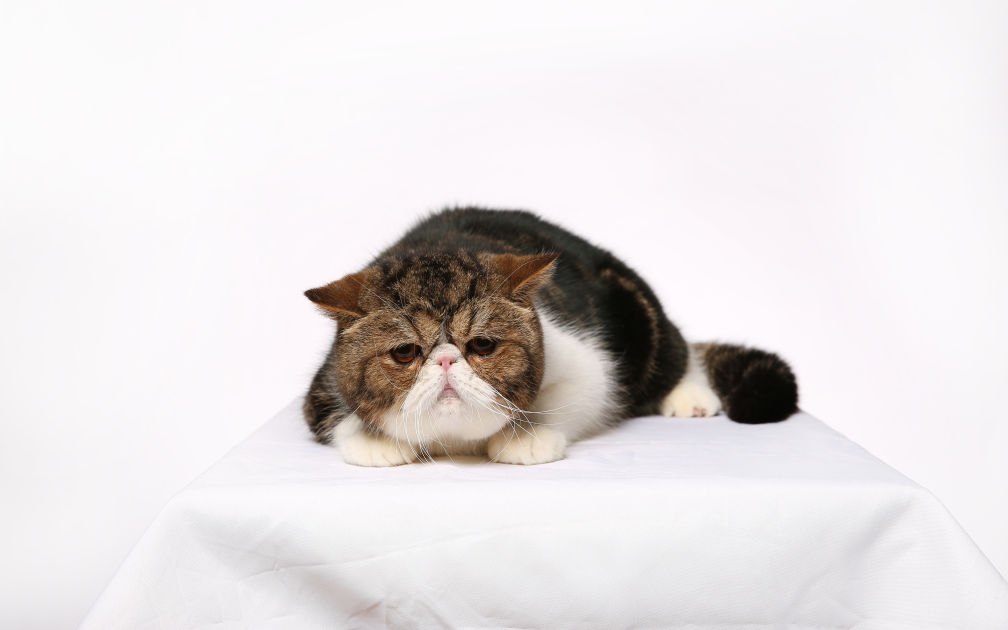 猫咪洗澡的八个步骤