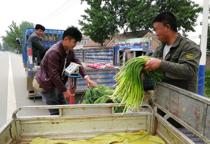 金乡鲜蒜薹陆续上市，每斤1.7—2元，蒜农减产不减收