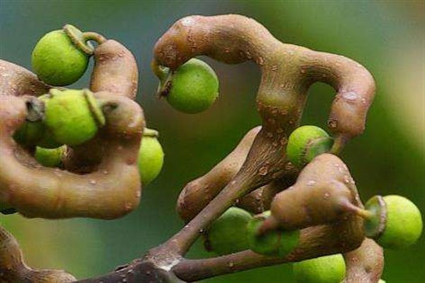 人参果的功效与作用及营养价值(人参果的功效与作用及营养价值中药)