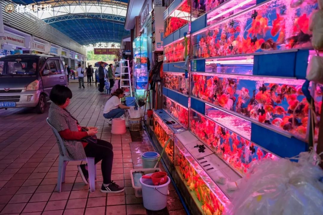 芳村花鸟鱼虫新世界位于荔湾区芳村龙溪大道广州花卉博览园内的5月6日