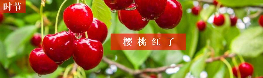 世界杯宁阳标志图片大全(宁阳的吉祥物“小茜、大帅“来了！还有全省第一个区县级文旅系统上线了！)