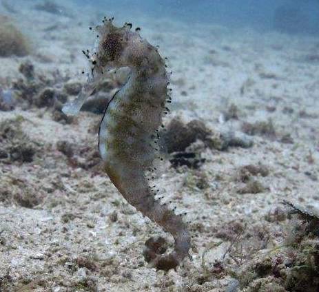 海马属於海龙科,世界上大约可分为35类,其中成熟的东太平洋海马(最大