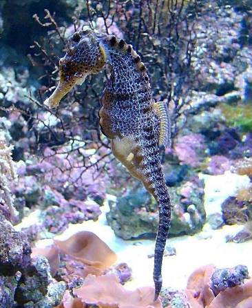 海马的雌雄分别可从外形的形态可明显的区分出来,雄海马於胸下方有一