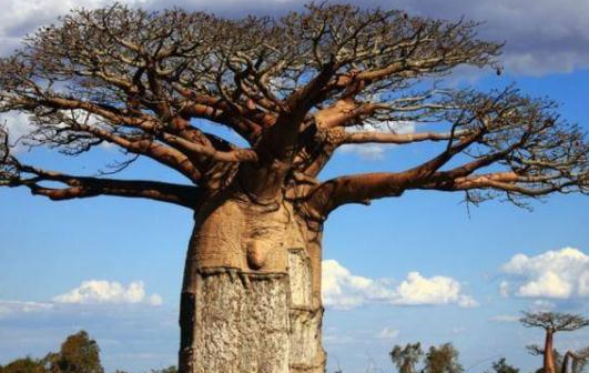 杏仁桉树,杏仁桉树图片