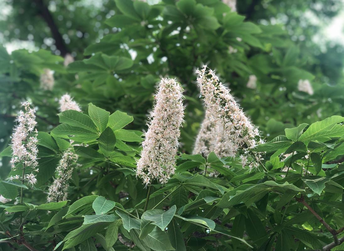 桧柏的含义 _飞翔号