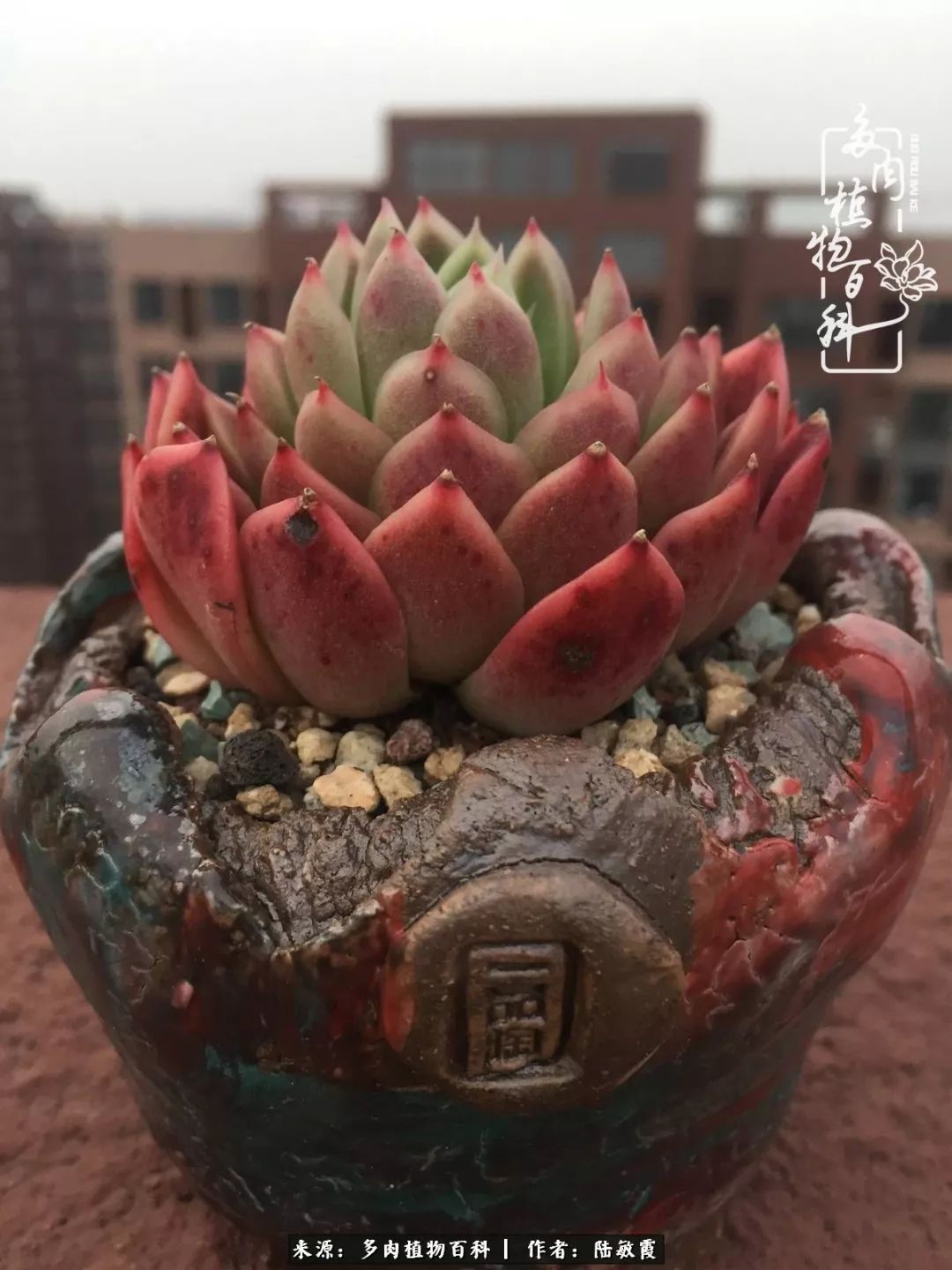 接下来余生，和很多肉在一起，让心理状态永远保持年轻！