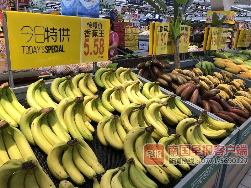 广西本地香蕉较往年“娇贵”，每公斤价格为7~8元