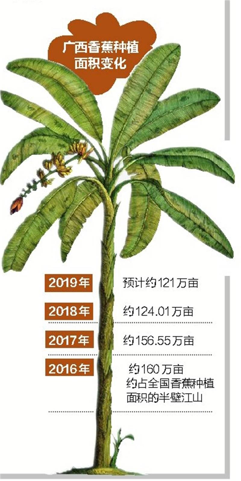 广西本地香蕉较往年“娇贵”，每公斤价格为7~8元