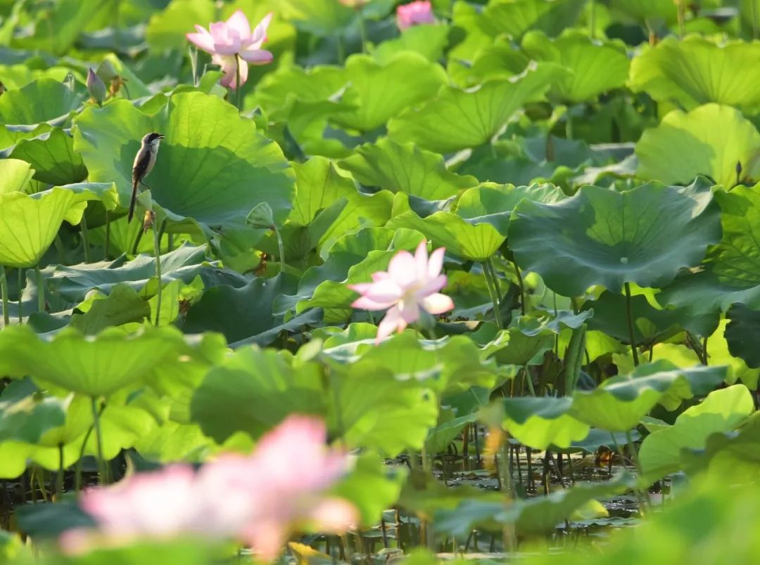 【节气】今日小满丨梅子金黄杏子肥，麦花雪白菜花稀