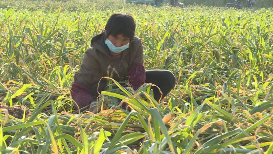 邳州大蒜，好收成遇上好行情！连蒜客也按耐不住了！