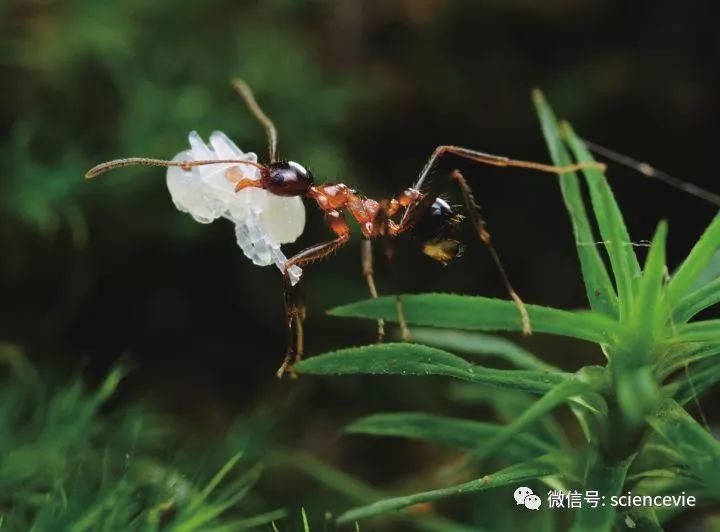 白蟻和飛螞蟻區別(如何區分螞蟻和白蟻?