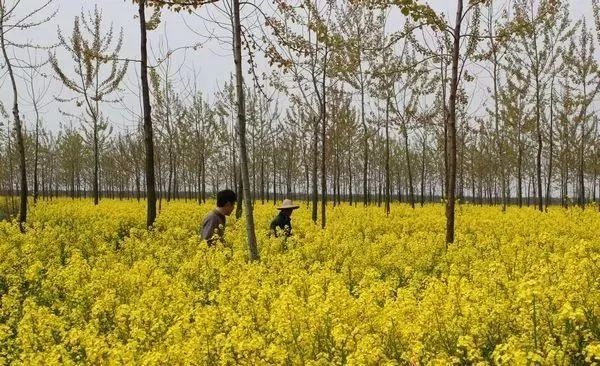 九大玩法，让森林旅游与林下经济完美“混搭”