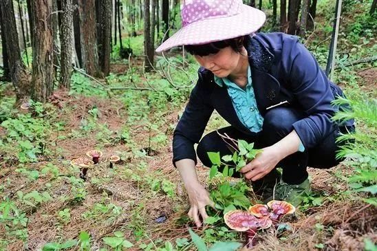 九大玩法，让森林旅游与林下经济完美“混搭”