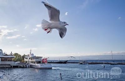 「旅游」6月30日确认发！299欧起！法瑞边境鲜花小镇温泉3日游，阿尔卑斯的阳台安纳西！泉水之城依云！瑞士品质温泉