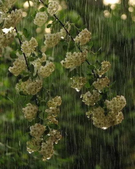 诗词中十二种雨，你更倾心哪一种？