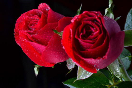 25朵玫瑰花语,25朵玫瑰花代表什么意思